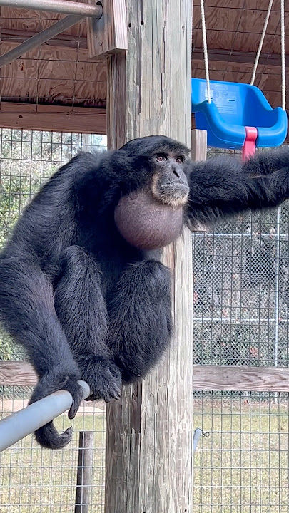 Sounds of siamangs.. #siamang #primate #animals #sanctuary #apes