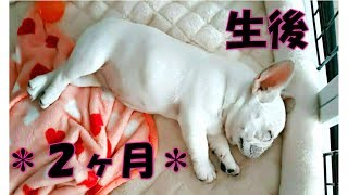 The puppy era that passed by in an instant【frenchbulldog】