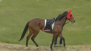 R2 ROCKHAMPTON
