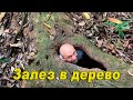 Залез в дерево / Коста-Рика национальный парк Корковадо