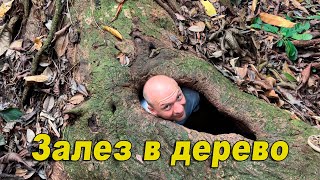 Залез в дерево / Коста-Рика национальный парк Корковадо