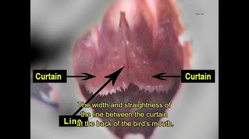 The Motor of Pigeon - Pigeon Throat Explained