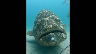 Giant Grouper