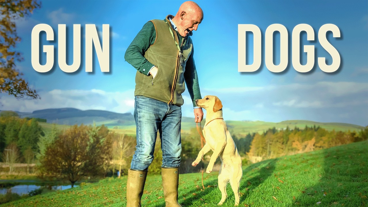 GUNDOG Training With A 6 Month Old Labrador - YouTube