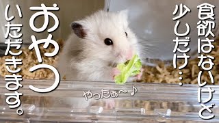 うまい！うまい！どこかで聞いた セリフで食欲が無いふりが上手なうちの ハムスター（笑）