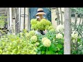 好きなもので満たす夏の日常🌿庭仕事と暮らしのVlog