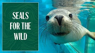 Seals for the Wild at Taronga Zoo Sydney!