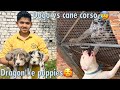 Exotic mastif puppy se mile  dogo argentino vs canecorso 