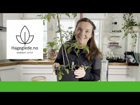 Video: Hvordan dyrke druer? Vanning og stell av planter