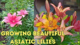 Learn the Key to Grow & Maintain Beautiful Asiatic Lilies !Helpful Tips to Grow Lily Bulbs