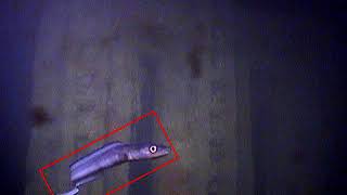 FixO3 Obsea video Tracking Fish Abundance by Underwater Image Recognition