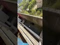 Избавился от голубя