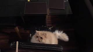 How To Entertain Your Persian Cat! by Persian Cat Corner 582 views 3 years ago 1 minute, 25 seconds