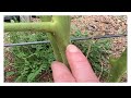 Get rid of sap sucking whiteflies////organic pest control