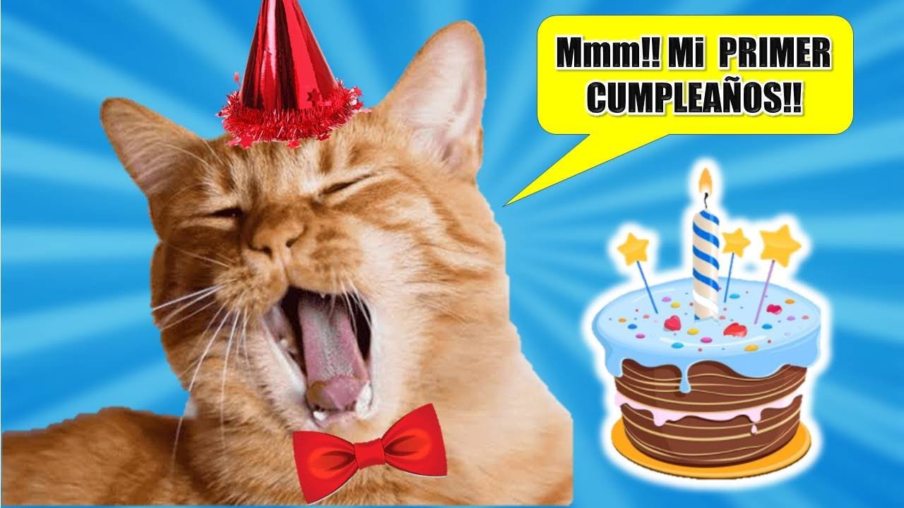 🎂😺 1° CUMPLEAÑOS de mi Gato Rayito de Sol!!