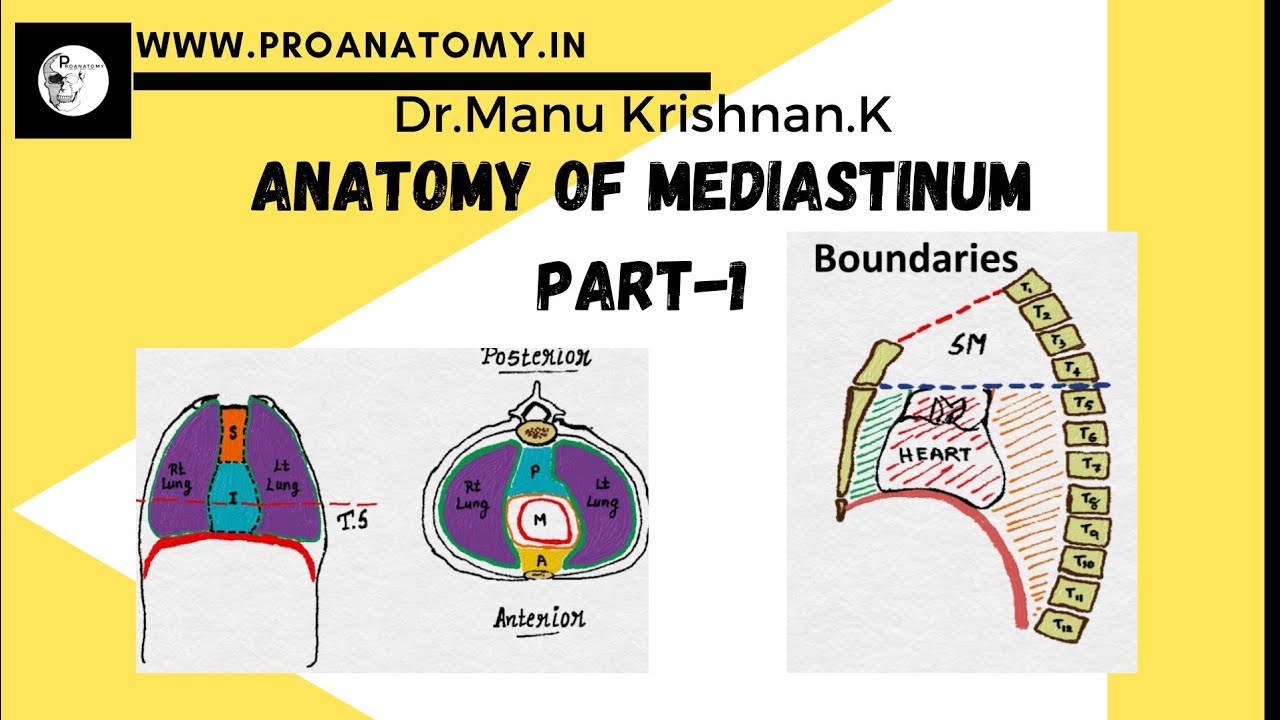 Superior Mediastinum Boundaries