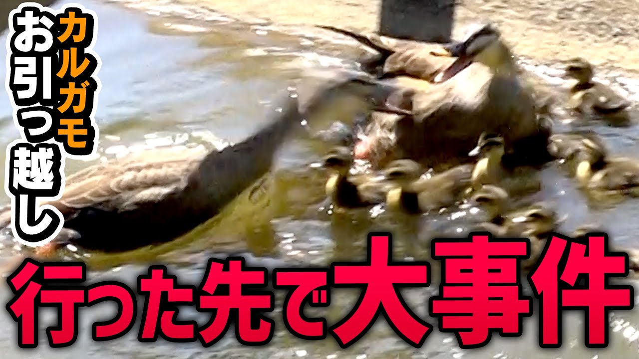 A close call] A mother and her ducklings move and a crow gets in