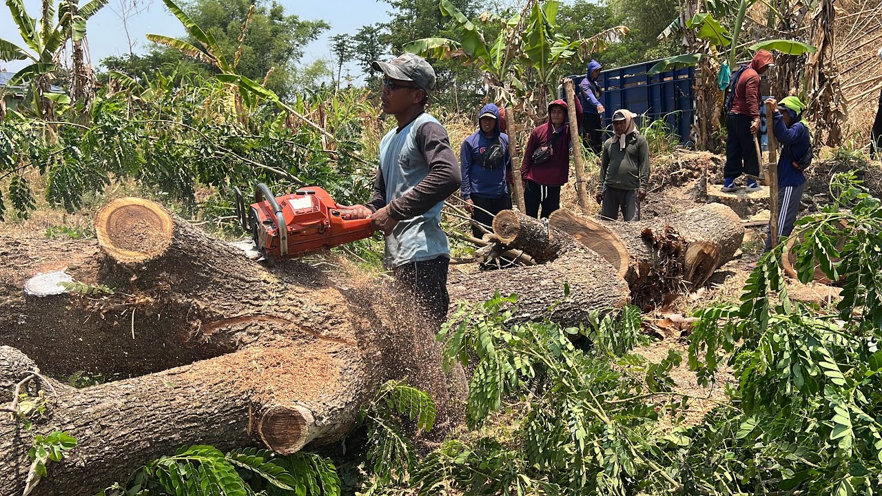 Very easy... Cut down a trembesi trees free of obstacles, Husqvarna ...