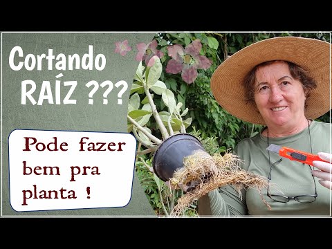 Vídeo: Será que um gerânio cortará raízes na água?