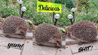 The Hedgehog Is Eating Crunchy Snacks