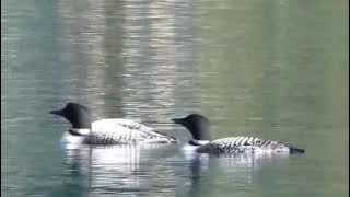 Loons on Gun Lake