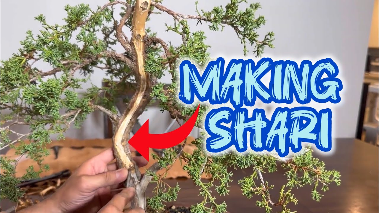Creating Shari for the Shimpaku Juniper - YouTube