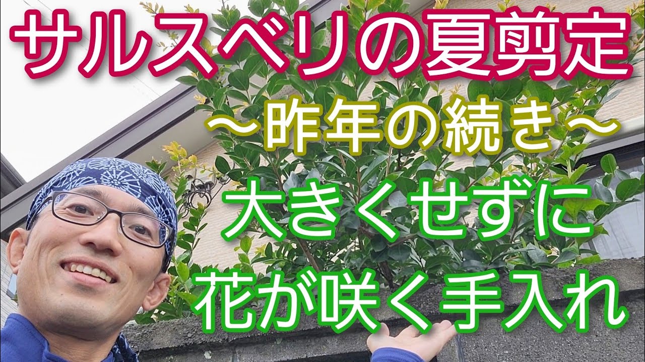 【サルスベリ(百日紅)の剪定③】小さく保ちながら花が咲く夏の手入れ(2022年6月)🌿☀️