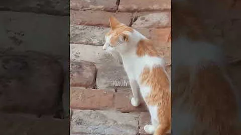 Video 7567371: funniest hilarious cat dog, animals funniest cats dogs