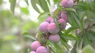 The Pearl Plums of Hechi are Ripe