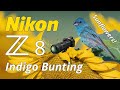 Nikon Z8 Indigo Bunting Bird Photography on Sunflowers with 600mm 6.3 PF Lens!