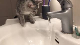 Isidor the Egyptian Mau Cat and the water tap 2 by Isidor the Egyptian Mau Cat 81 views 4 years ago 29 seconds
