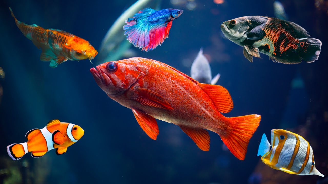 Blue Fish Fish Shop Full Tour | part 1 | Tk pets | One stop solution ...