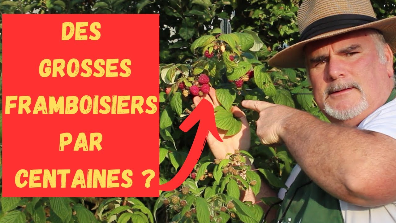 Comment Faire Pour Avoir De Grosses Framboises