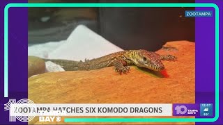 ZooTampa hatches 6 endangered komodo dragons