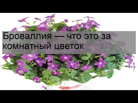 Видео: Бровалия