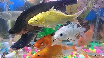 Tổng hợp các loại cá cảnh đẹp, dễ nuôi,cá Koi đủ màu, thành cát tư hãn, cửu sừng, cá rồng, két.