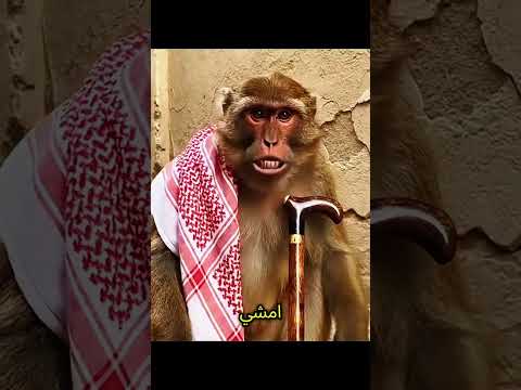 ههه واي ما قادر الذكاء الاصطناعى قرود ابها اشتراك بالقناة