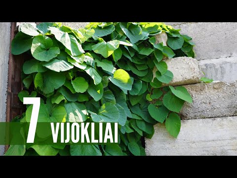 Video: Kada saditi hortenziju anomala petiolaris?