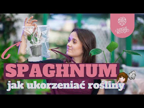 NAJBEZPIECZNIEJSZA METODA UKORZENIANIA
