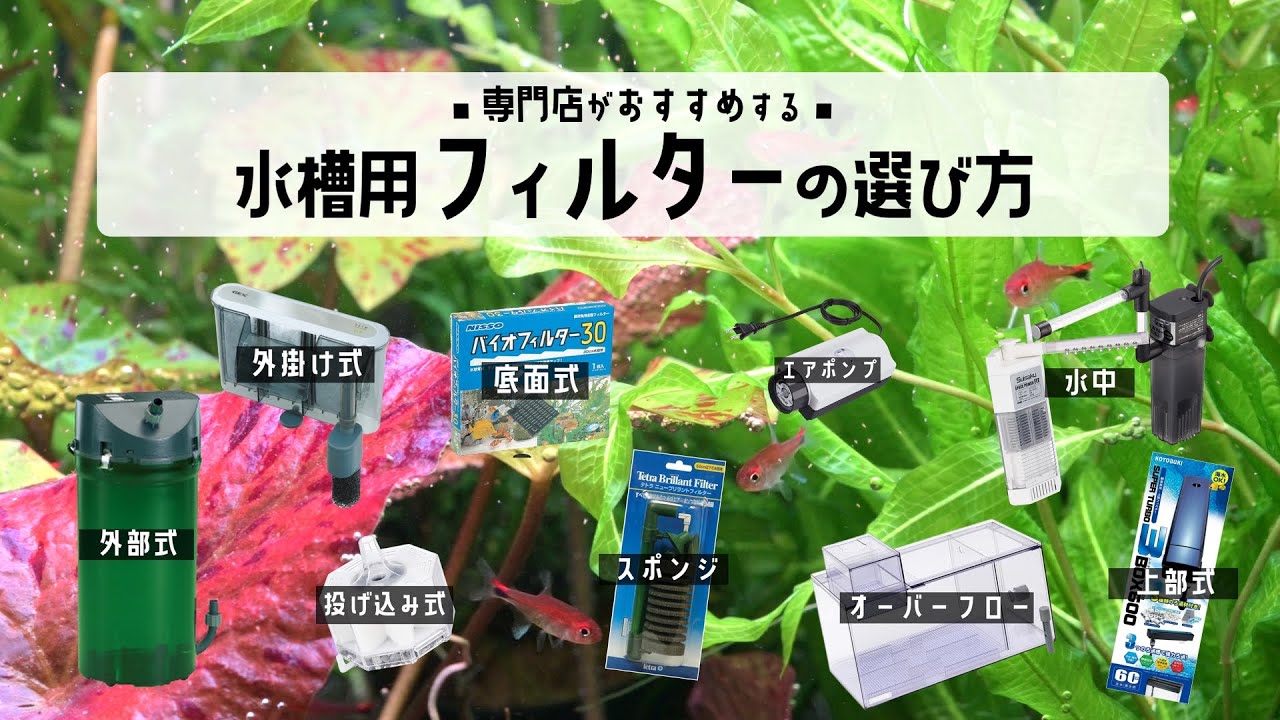 【アクアリウム】初心者の方必見！専門店がおすすめするフィルターの選び方！Aquarium Kind #43 ろ過/水槽/熱帯魚/金魚/メダカ/立ち上げ