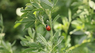Uploads from Advancing Eco Agriculture