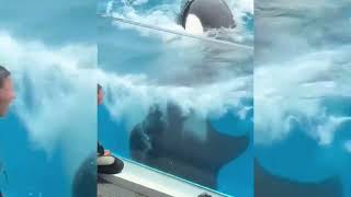 الحقيقة الصادمة 🐋 عن حوت الأوركا🐳ما الحقيقة وخيانته 💔 لجيسيكا المدربة 👩🦱#حوت_الاوركا#جيسيكا#المدربه