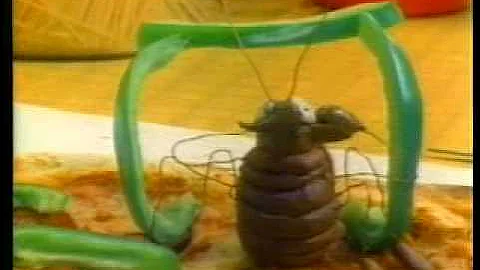 Bobby Jimmy & The Critters - Roaches