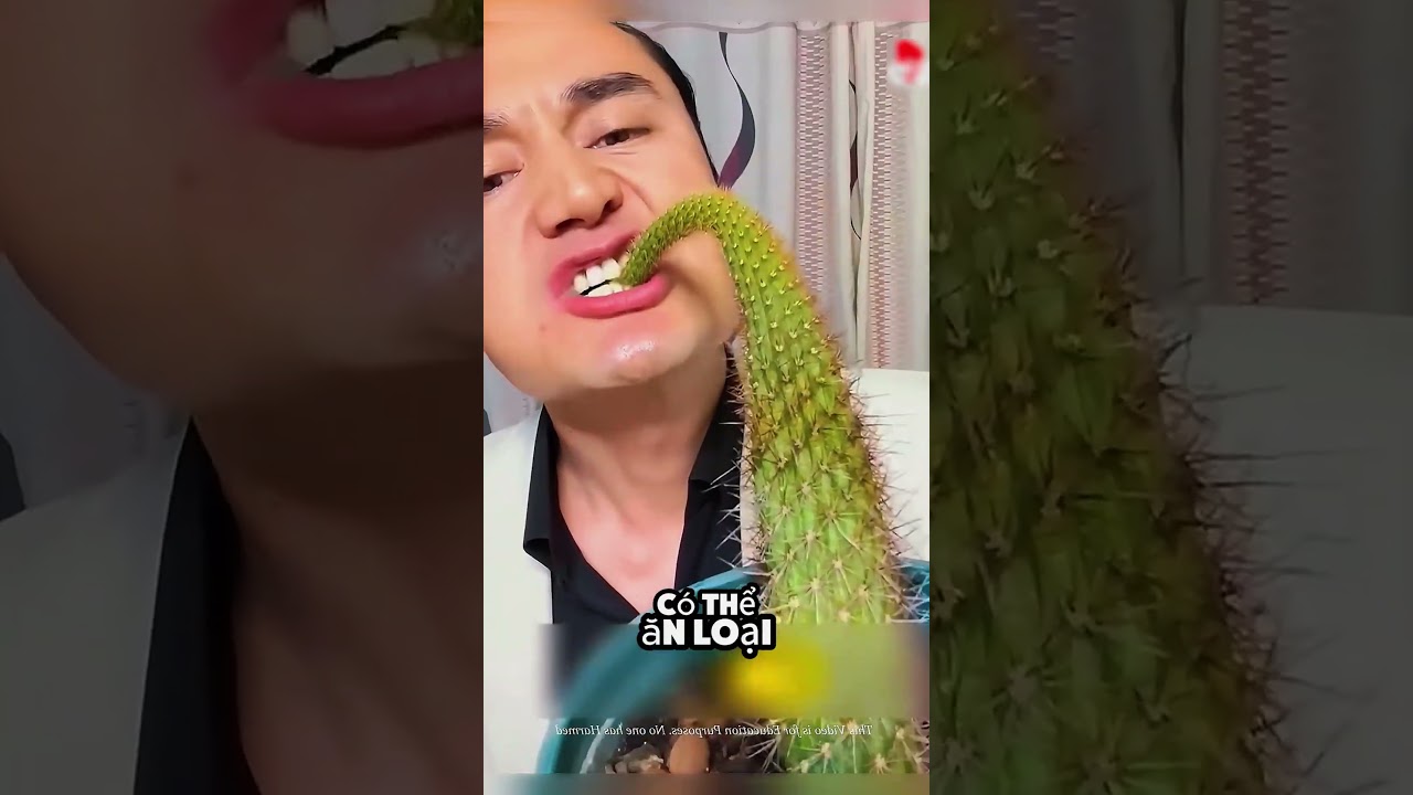 tại sao những người này lại ăn được xương rồng đầy gai như vậy 