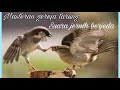 Masteran Gereja Tarung Jernih Berjeda Agar Mudah Di Tiru Burung Mp3 - Mp4 Download