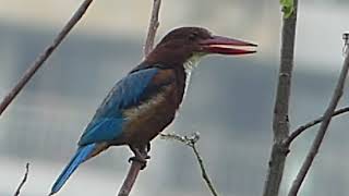 white breasted King fisher - Taloja hills bird survey