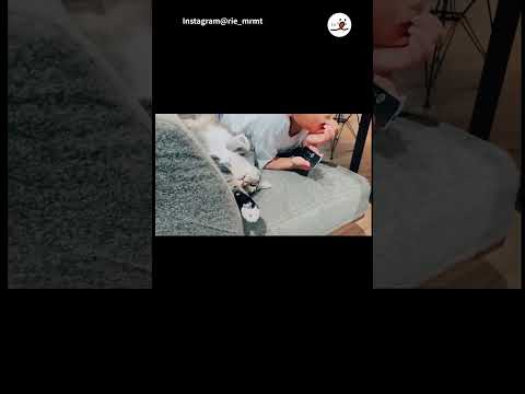 【長い】のびーるニャンコさん｜PECO