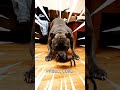 Pit bull Core 🐶 #pitbull #pitbulldog