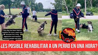 🔴 ¿Se puede rehabilitar a un perro AGRESIVO en una clase? Indefensión Aprendida en los perros. by Elperroideal 2,835 views 1 year ago 11 minutes, 6 seconds