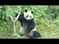 20200118 圓仔一早就謀劃，準備坐斷玉蘭樹枝了嗎？ The Giant Panda Yuan Zai